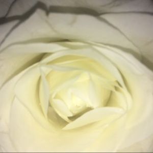 Meet your Posher, Kitty